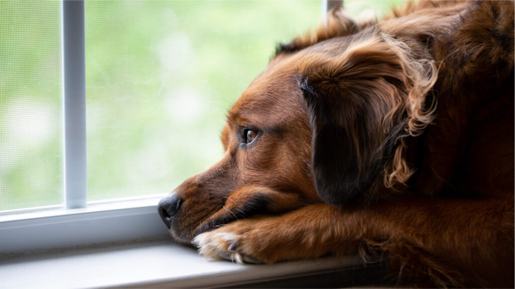 cbd for dogs separation anxiety