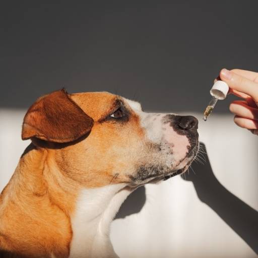 CBD Benefits for Senior Dogs