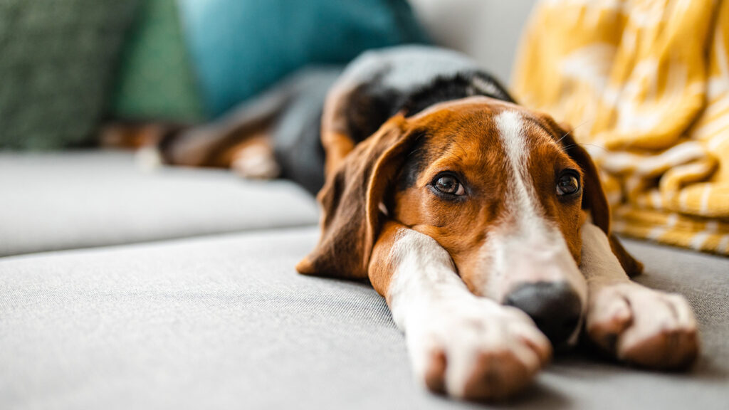 CBD Oil for Dogs Joint Pain