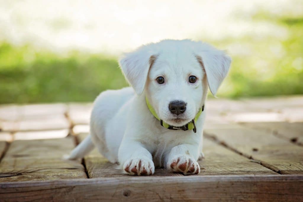 Factors Influencing How Quickly CBD Oil Works in Dogs