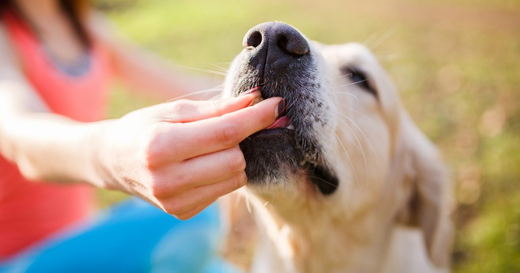 How Long Does It Take for CBD Oil to Work in Dogs