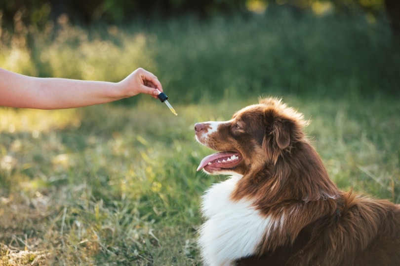 Factors to Consider When Determining Dosage
