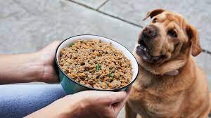 How CBD Oil Can Help Dogs with Chronic Pain or Arthritis