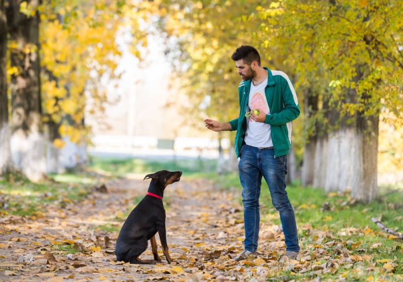 Can CBD Oil Help Your Pet with Seizures and Epilepsy