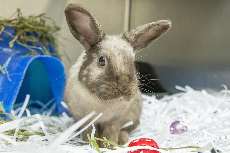Understanding Seizures and Epilepsy in Pets