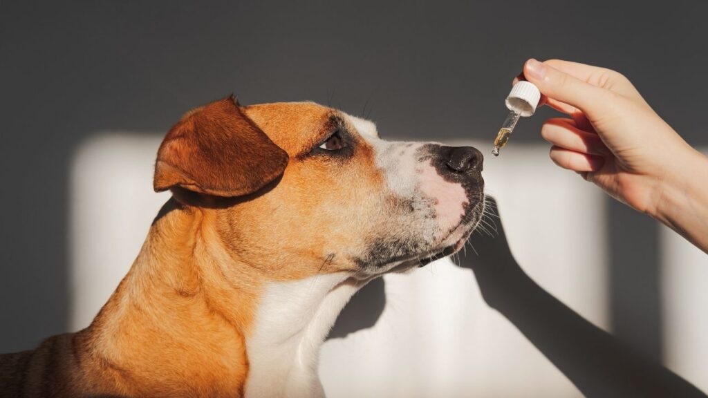 CBD for dogs