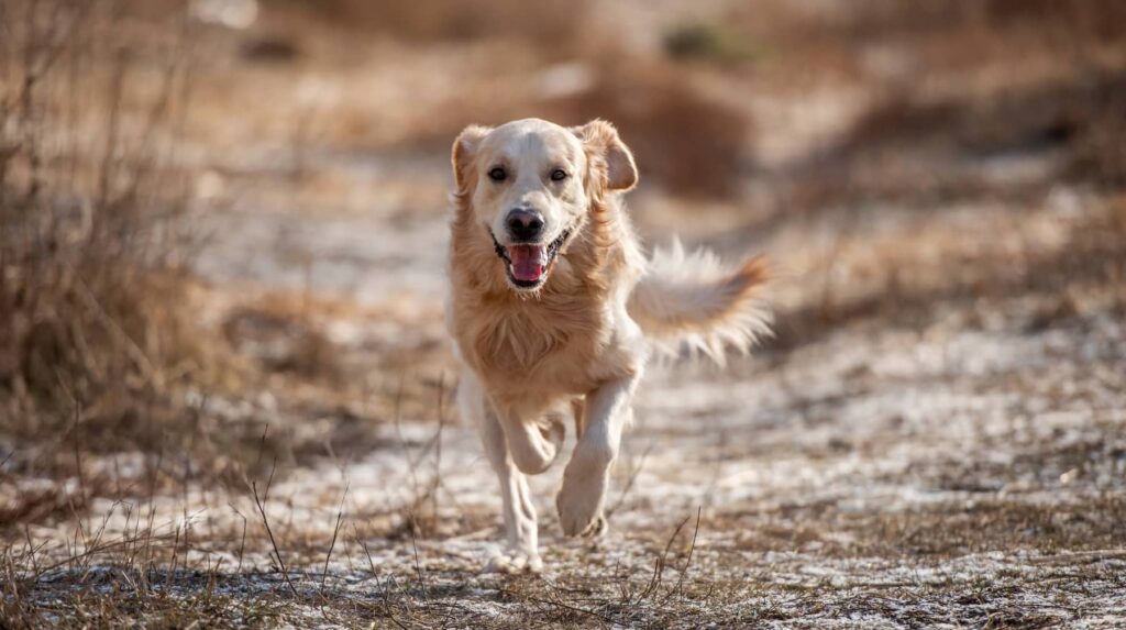 CBD Oil for Multi-Dog Households Managing Pack Dynamics and Stress