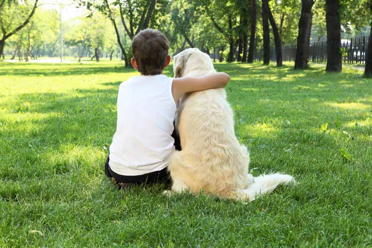 CBD Oil vs. Traditional Pain Medications Pros and Cons for Dogs