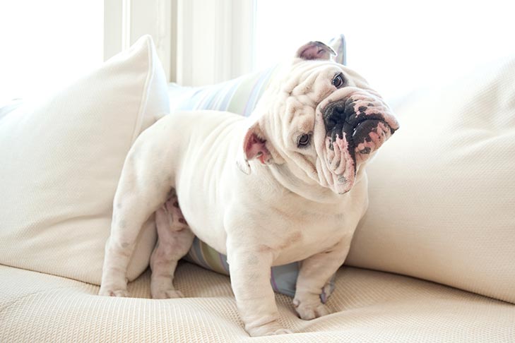 Understanding Traditional Canine Pain Medications