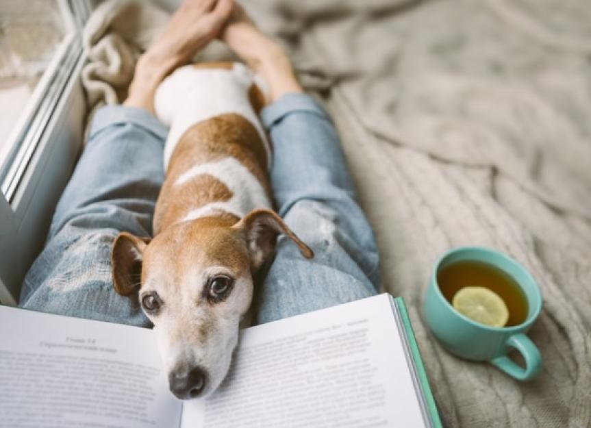 Benefits of CBD Oil for Dogs