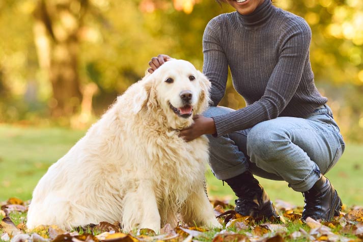 How CBD Oil Can Improve Your Dog’s Quality of Life