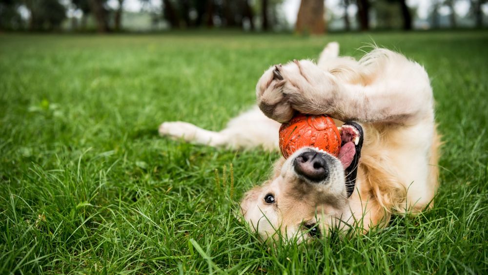 CBD-Infused Treats vs. CBD Oil Which Works Better for Dogs