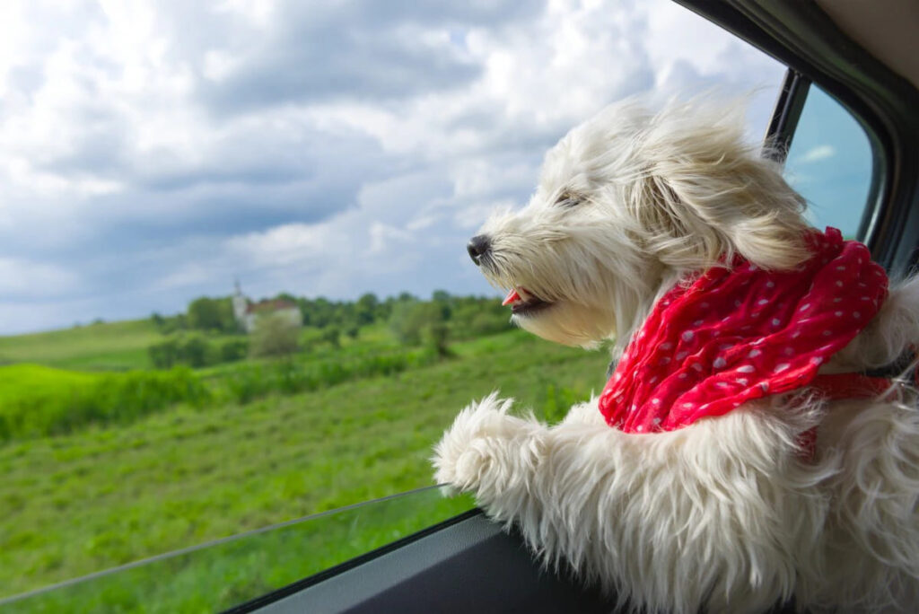 What Are CBD Oils for Dogs