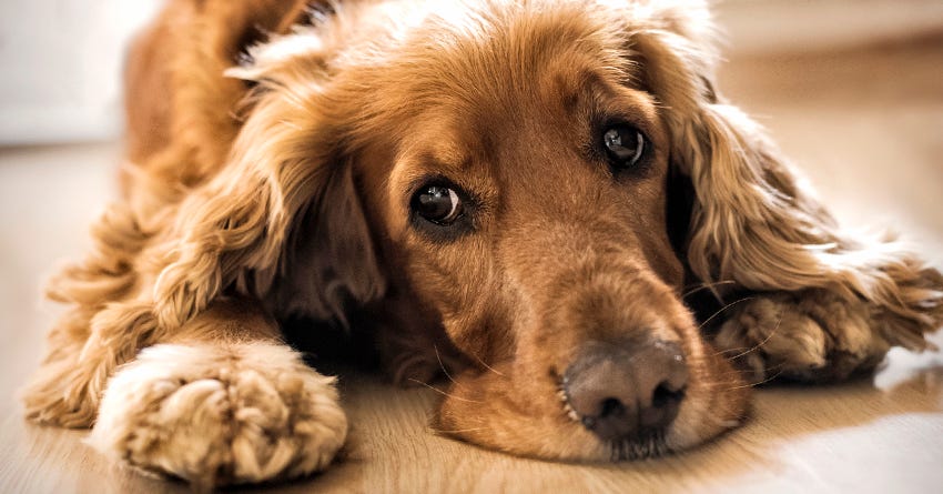What Is CBD and How Does It Work for Dogs