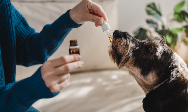 CBD supports senior dogs