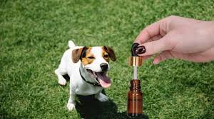 Canine Endocannabinoid System