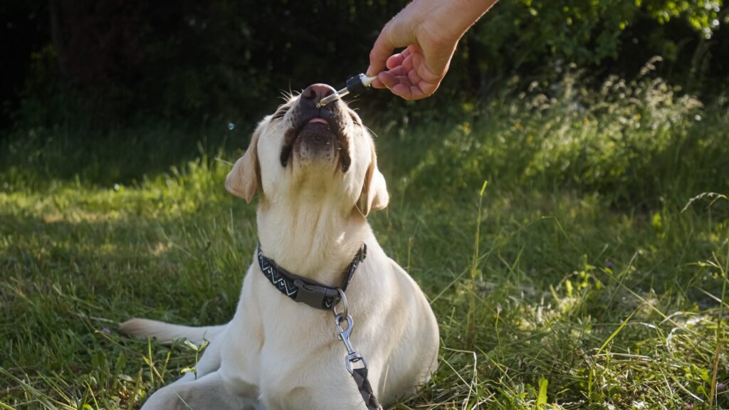 Canine endocannabinoid system Responds to CBD