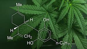 High-Quality CBD Oil for Dogs