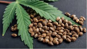 Best quality CBD oil for Dogs