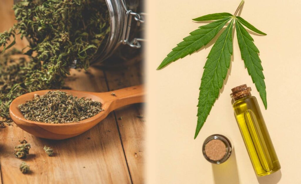 Difference Between CBD Oil and Hemp Oil
